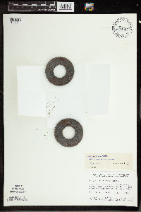 Wolffia columbiana image