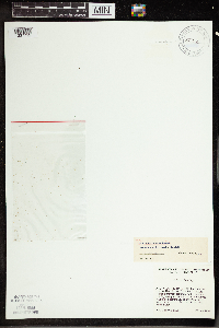 Wolffia columbiana image