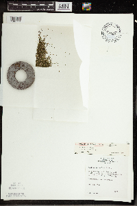 Wolffia columbiana image
