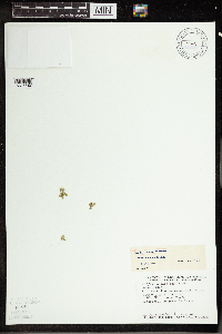 Wolffia columbiana image