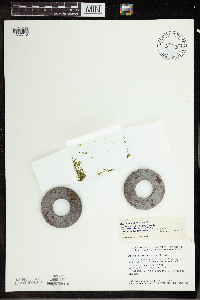 Wolffia columbiana image