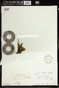 Wolffia columbiana image