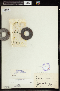 Wolffia columbiana image