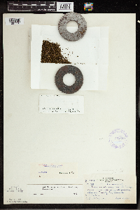 Wolffia columbiana image