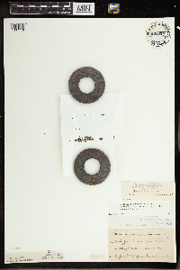Wolffia columbiana image