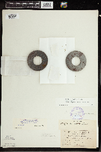 Wolffia columbiana image