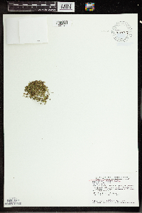 Wolffia columbiana image