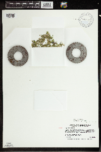 Wolffia columbiana image