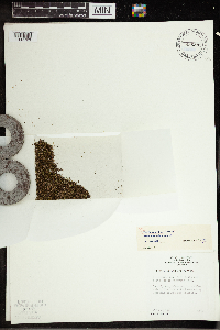 Wolffia columbiana image