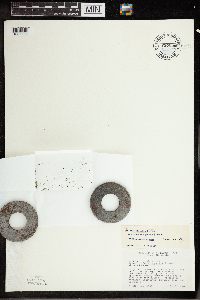 Wolffia columbiana image