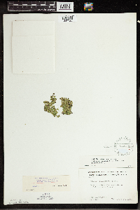 Wolffia columbiana image