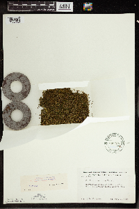 Wolffia columbiana image
