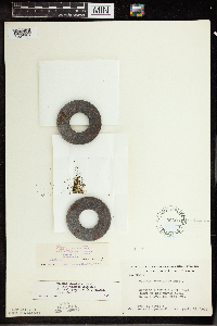 Wolffia columbiana image