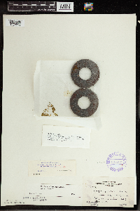 Wolffia columbiana image