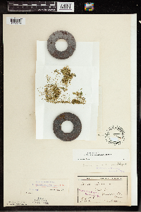 Wolffia columbiana image