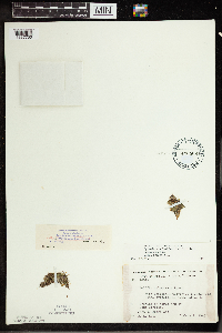 Wolffia columbiana image