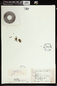 Wolffia columbiana image