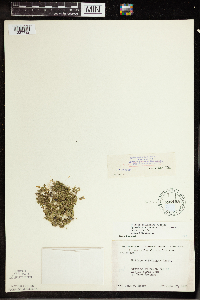 Wolffia columbiana image