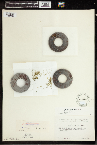 Wolffia columbiana image