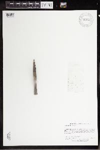 Wolffia columbiana image