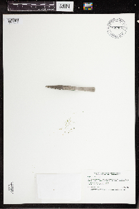 Wolffia columbiana image