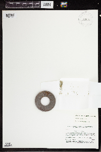 Wolffia columbiana image