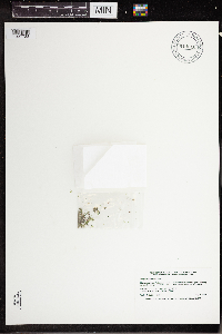 Wolffia columbiana image