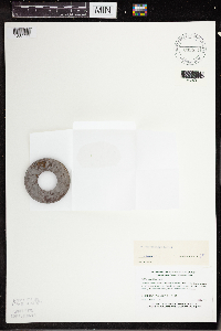 Wolffia columbiana image