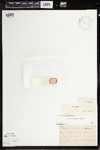 Wolffia columbiana image