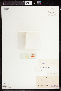 Wolffia columbiana image
