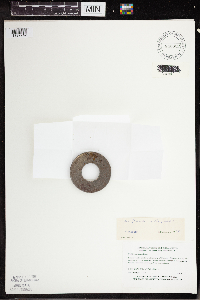 Wolffia columbiana image
