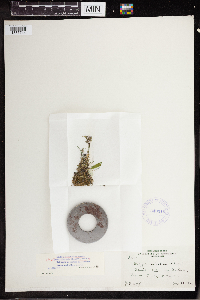 Wolffia borealis image