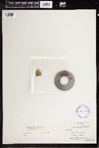 Wolffia borealis image