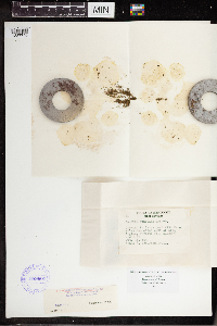 Wolffia borealis image