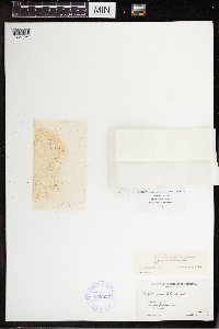 Wolffia borealis image