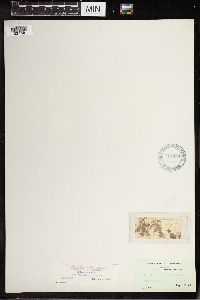 Wolffia borealis image