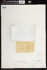 Wolffia borealis image