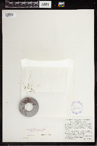 Wolffia borealis image