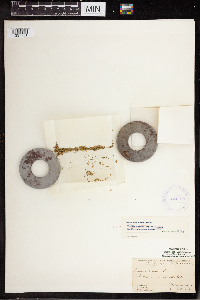 Wolffia borealis image