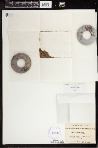 Wolffia brasiliensis image