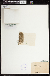 Wolffia brasiliensis image