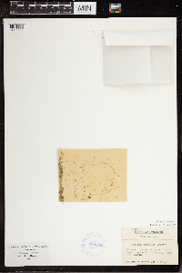 Wolffia brasiliensis image