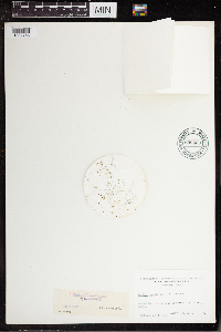 Wolffia brasiliensis image