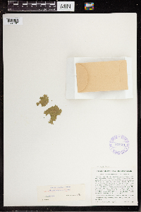 Wolffia brasiliensis image