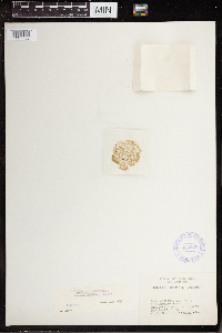 Wolffia brasiliensis image