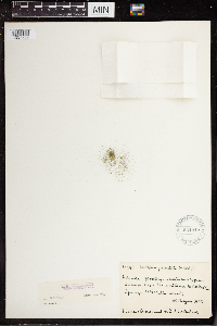 Wolffia brasiliensis image