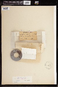 Wolffia brasiliensis image