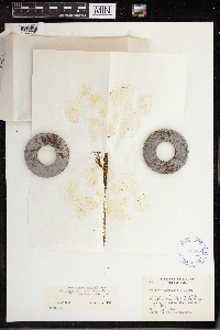 Wolffia brasiliensis image