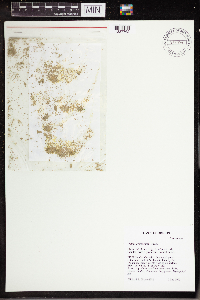 Wolffia brasiliensis image