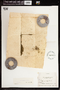 Wolffia brasiliensis image